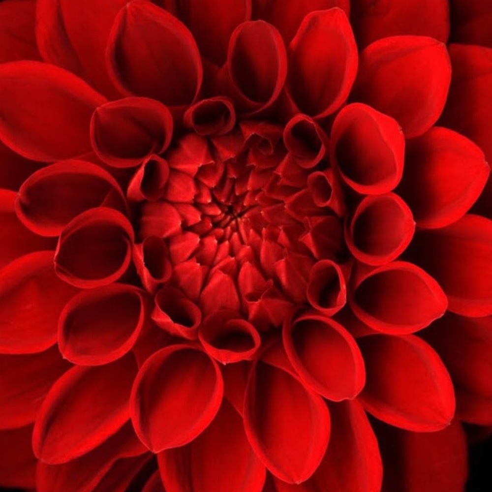 Meet your Posher, Joye